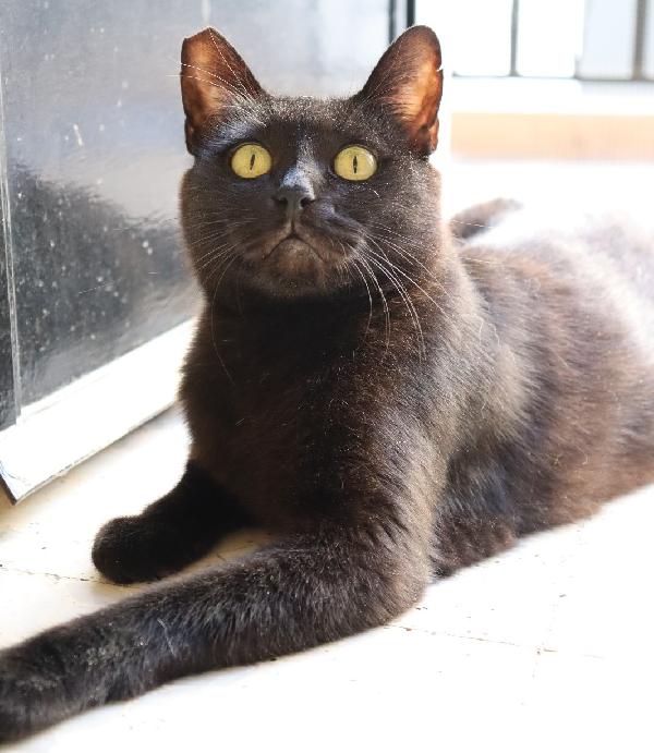 Siria, nera elegante e molto affettuosa Foto 6